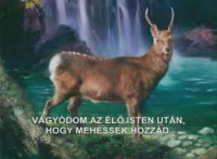 /album/fenykepgaleria/images-12-jpg1/